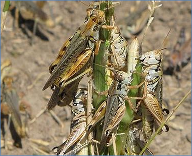 aquarettex drought insects