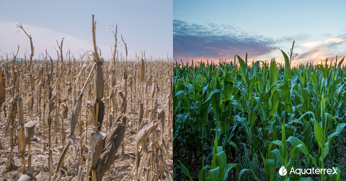 water scarcity. before and after DSW.