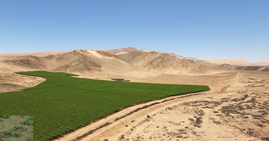 How Water Made the Desert Bloom