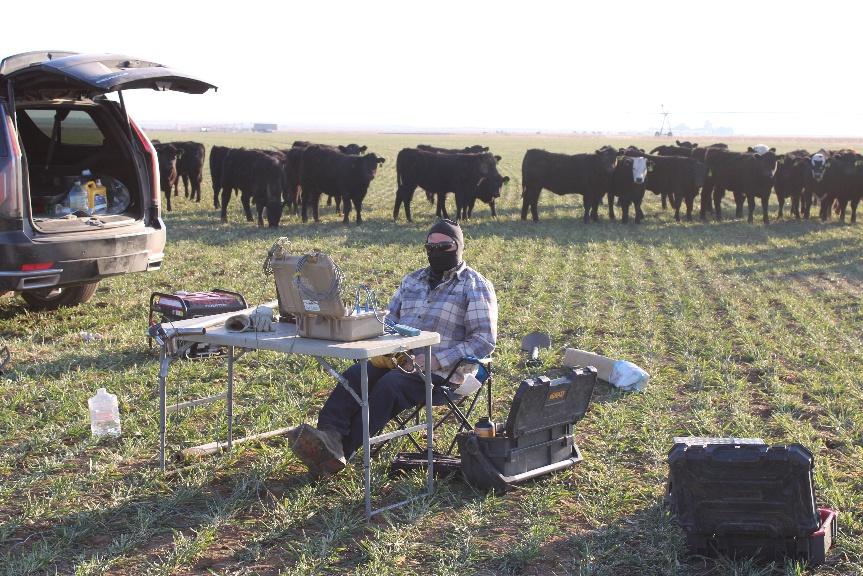 AquaterreX conducting a field survey on a cold morning with curious cattle in Texas.